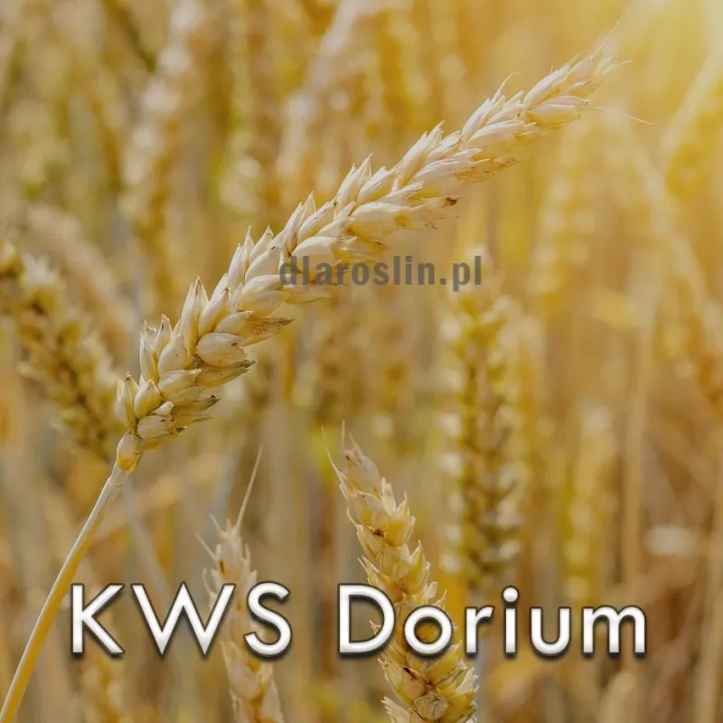 pszenica-kws-dorium.jpg