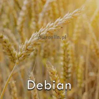 debian-pszenica-ozima-nasiona.jpg