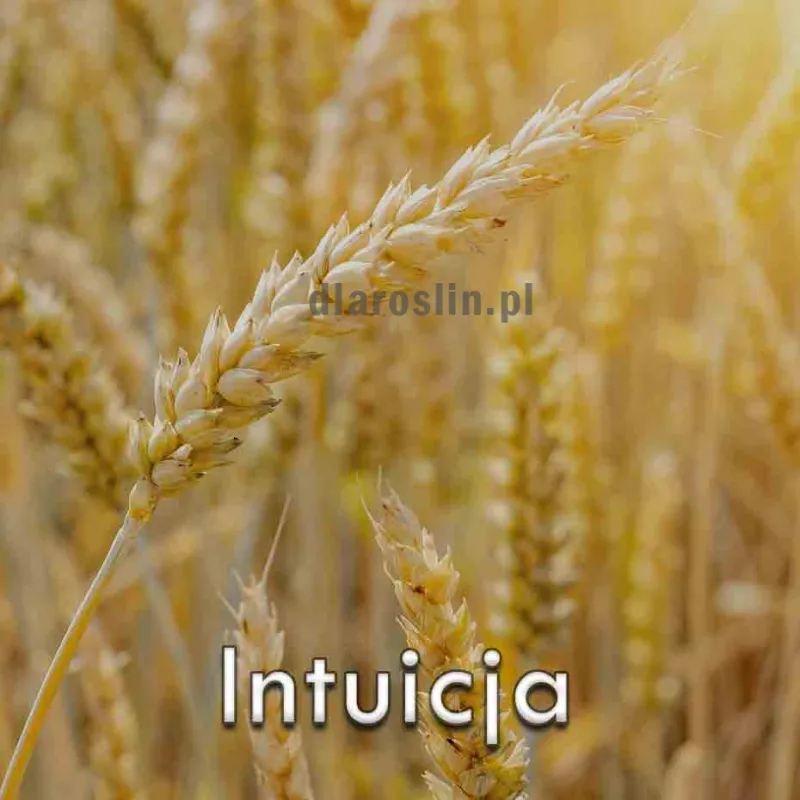 pszenica-ozima-intuicja.jpg