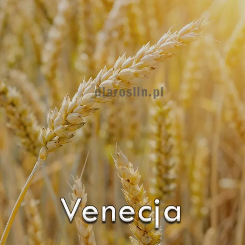 pszenica-ozima-venecja.jpg