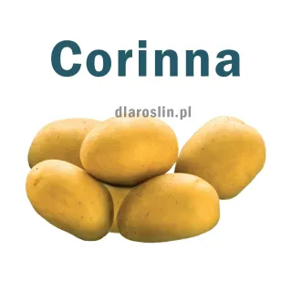 ziemniaki_corinna_europlant.jpg