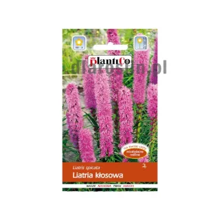 nasiona-liatria-kłosowa-plantico.jpg