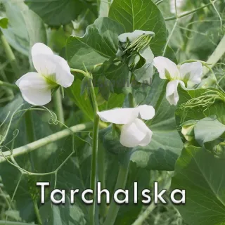 groch-siewny-tarchalska-nasiona.jpg