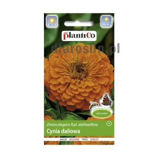nasiona-cynia-daliowa-pomaranczowa-plantico.jpg