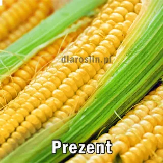 kukurydza-prezent-nasiona.jpg