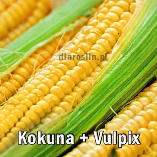 nasiona-kukurydzy-kokuna-i-vulpix.jpg