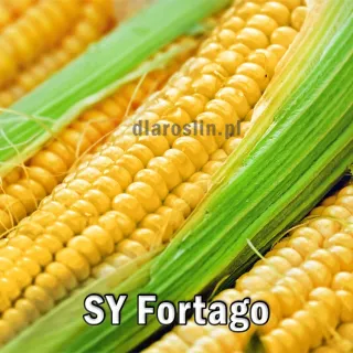 kukurydza-SY-Fortago.jpg