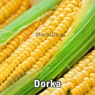 kukurydza-dorka-nasiona.jpg