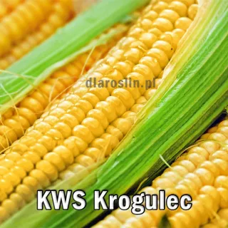 kukurydza-kws-krogulec.jpg