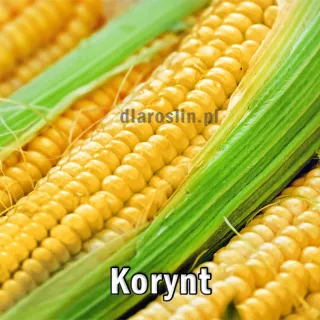 nasiona-kukurydzy-korynt.jpg