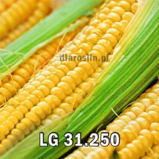 kukurydza-LG-31.250.jpg
