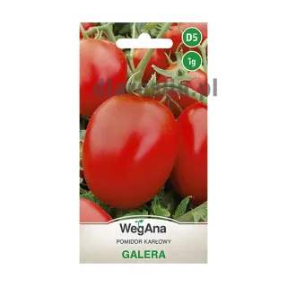 pomidor_galera_1g_st_nasiona_wegana.jpg