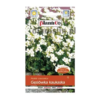 gęsiówka-kaukaska-plantico-nasiona.jpg