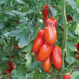 pomidor-pozzano-nasiona.jpg