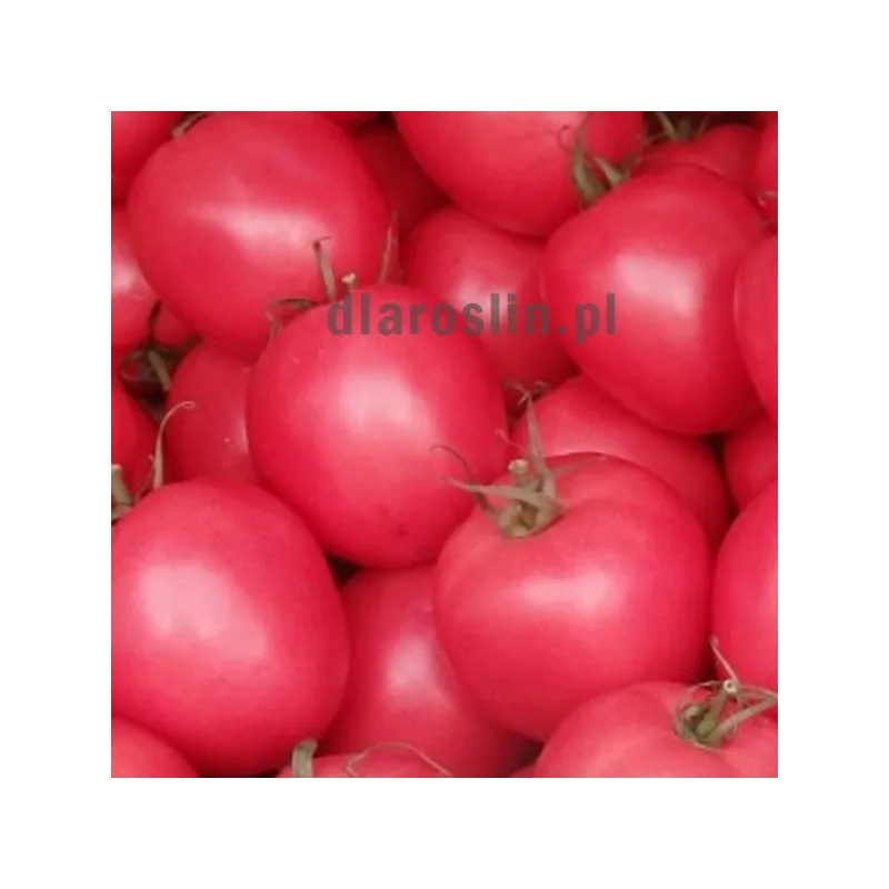 nasiona-pomidor-jangcy-hazera.jpg