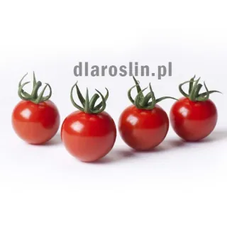 pomidor-cherrystar-sakata.jpg