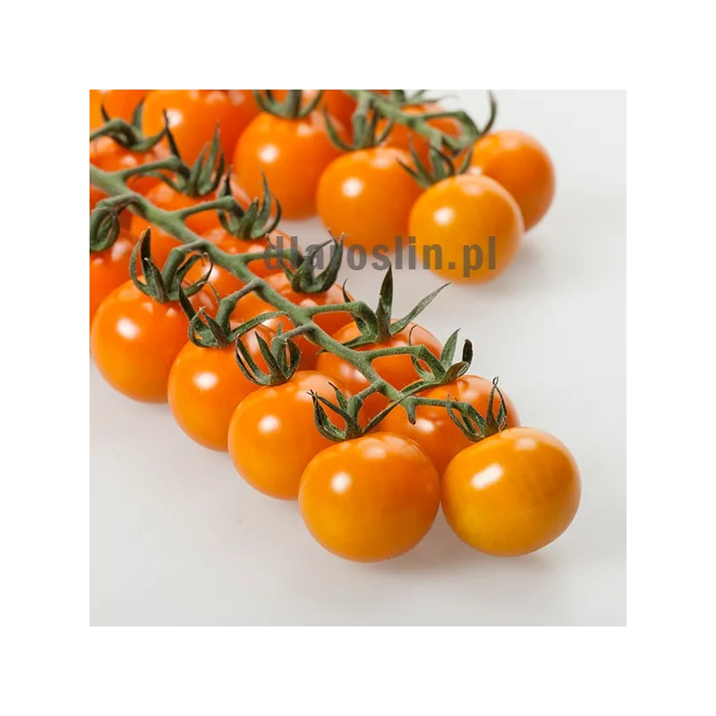 pomidor-royalstar-sakata.jpg