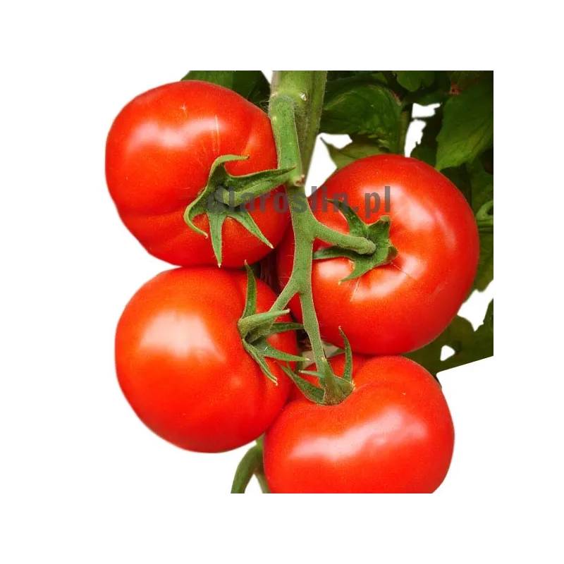 pomidor-amerigo-sakata.jpg