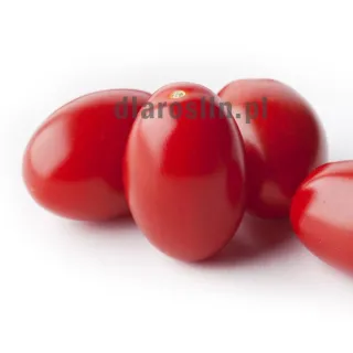 pomidor-bellastar-sakata.jpg
