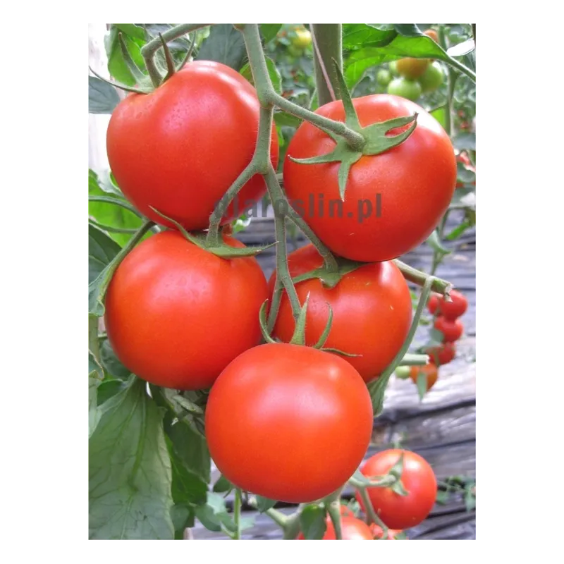 pomidor_radames_f1.jpg