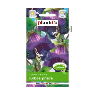 nasiona-kobea-fioletowa-plantico.jpg