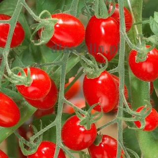 pomidor-mini-star-sakata.jpg
