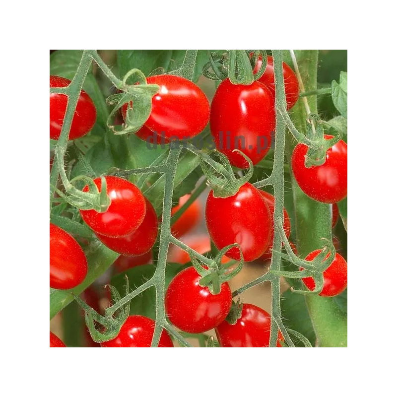 pomidor-mini-star-sakata.jpg