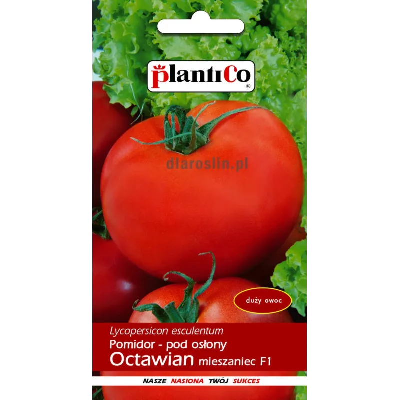 pomidor octawian.jpg