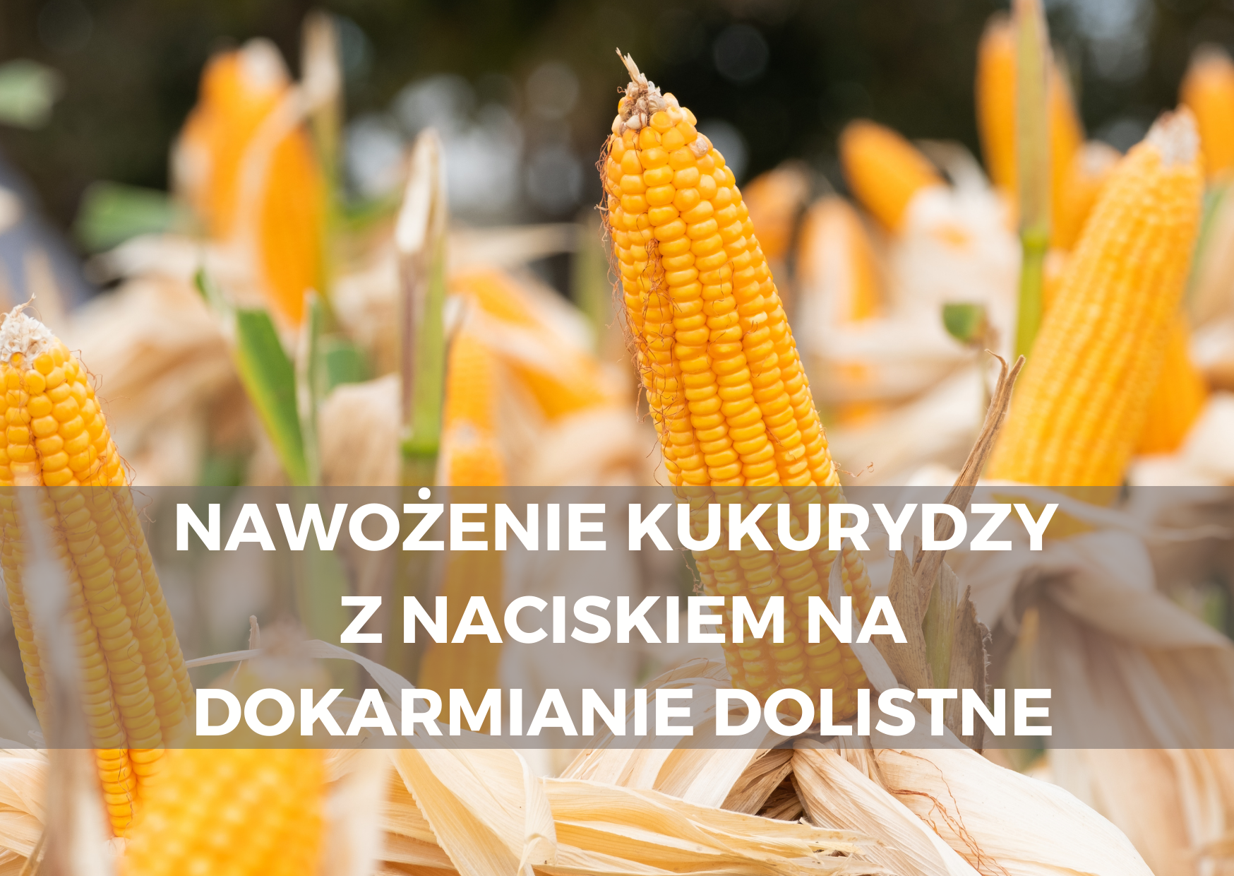 Dokarmianie dolistne kukurydzy