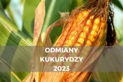 Odmiany kukurydzy 2023