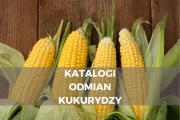 Katalogi odmian kukurydzy 