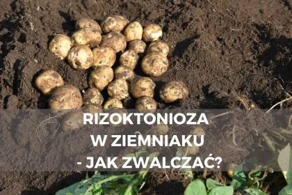 Rizoktonioza w ziemniaku - jak zwalczać?
