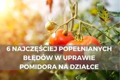 6 najczęściej popełnianych błędów w uprawie pomidora na działce