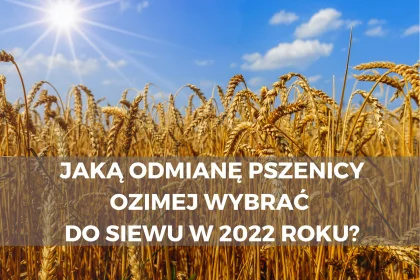 Jaką odmianę pszenicy ozimej wybrać do siewu w 2022 roku?