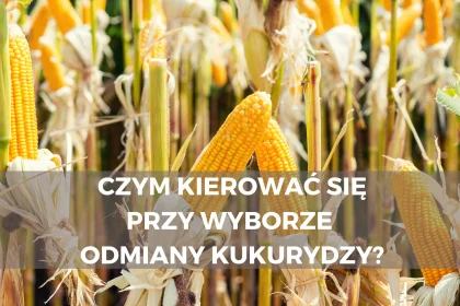 Jaką kukurydzę wybrać? Czym kierować się przy wyborze odmiany kukurydzy?