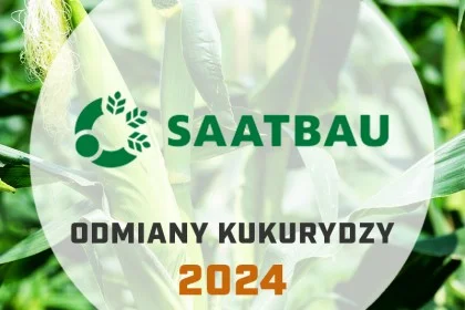 Odmiany kukurydzy Saatbau - katalog 2024