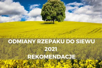 Odmiany rzepaku do siewu 2021 - rekomendacje dlaroslin.pl