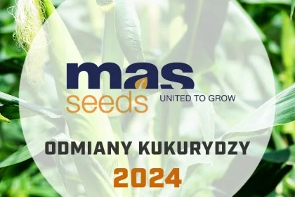 Odmiany kukurydzy Mass Seeds - katalog 2024