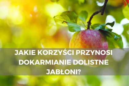 Jakie korzyści przynosi dokarmianie dolistne jabłoni?