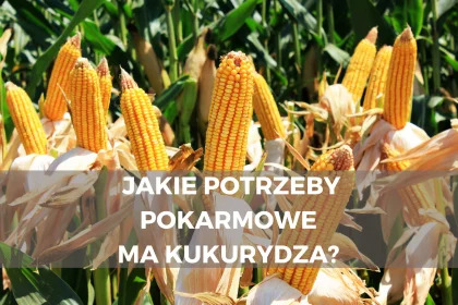 Jakie potrzeby pokarmowe ma kukurydza? – Objawy niedoboru składników