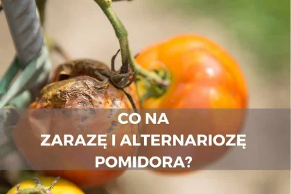 Co na zarazę i alternariozę pomidora? Środki ochrony