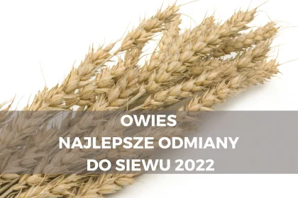 Owies - najlepsze odmiany do siewu 2022