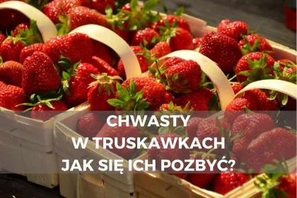 Chwasty w truskawkach - jak się ich pozbyć? | E-sklep dlaroslin.pl