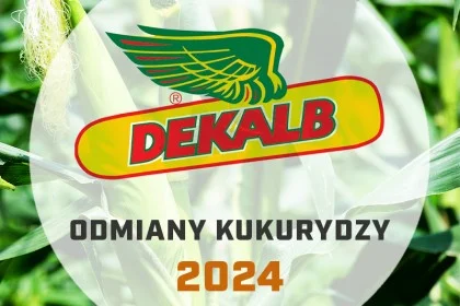 Odmiany kukurydzy Dekalb - katalog 2024