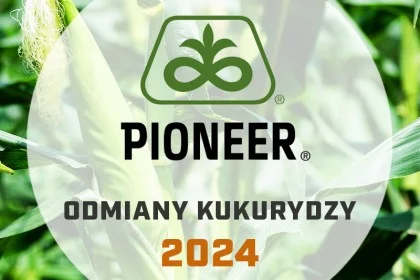 Odmiany kukurydzy Pioneer - katalog 2024