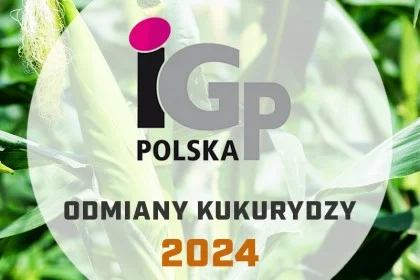Odmiany kukurydzy IGP - katalog 2024