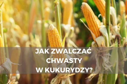 Jak zwalczać chwasty w kukurydzy? Doglebowo i powschodowo.