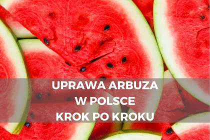 Uprawa arbuza w Polsce — krok po kroku
