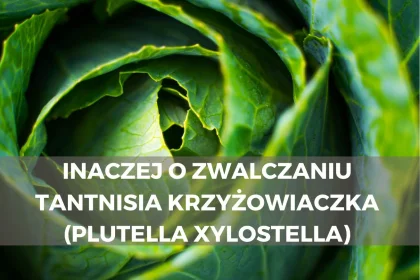 Inaczej o zwalczaniu Tantnisia krzyżowiaczka (Plutella xylostella)