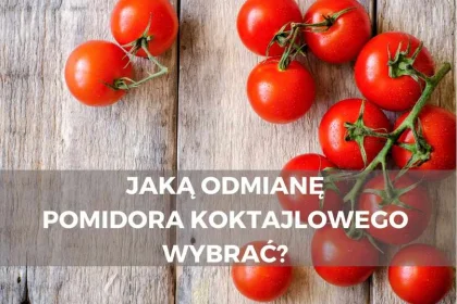 Jaką odmianę pomidora koktajlowego wybrać?